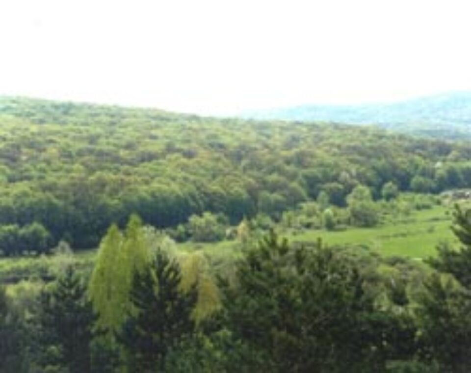 Latifundiarii suceveni își reîntregesc proprietățile