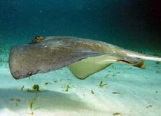 Autoritățile australiene cer fanilor lui Irwin să nu ucidă pisicile de mare