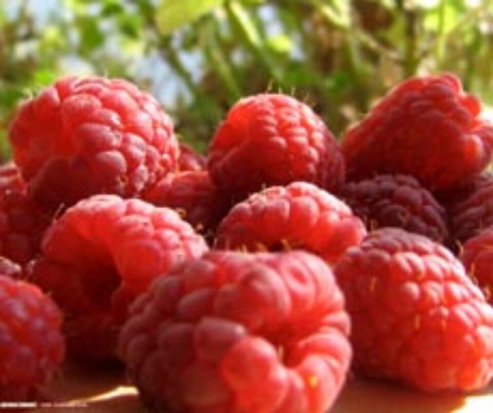 Alimente inteligente