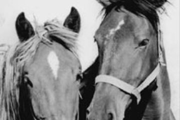 Din presa de altadata