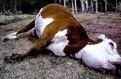 Din presa de altadata