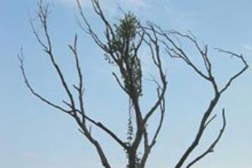 Aproape 90 de copaci uscați dintre blocurile din Suceava vor fi tăiați