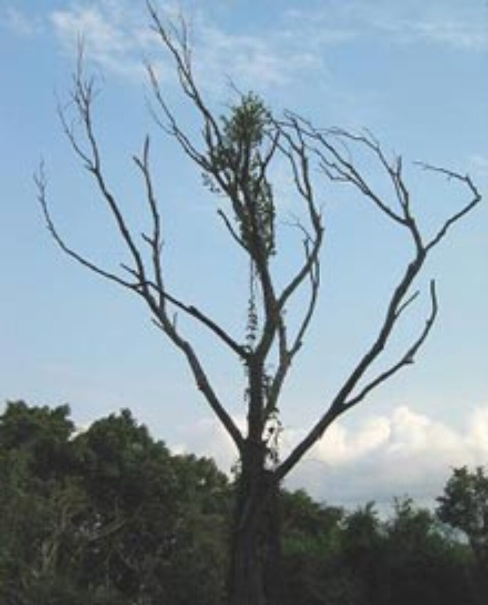 Aproape 90 de copaci uscați dintre blocurile din Suceava vor fi tăiați