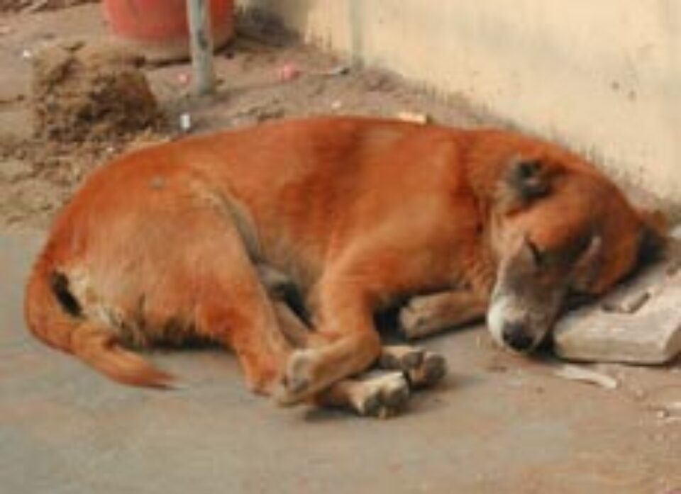 Câinii vagabonzi sunt aruncați pe străzile Sucevei Câinii vagabonzi sunt aruncați pe străzile Sucevei