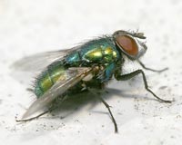 Din presa de altadata