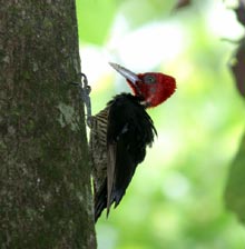 Un om care a cercetat migrenele ciocănitorilor, "premiat" la Harvard