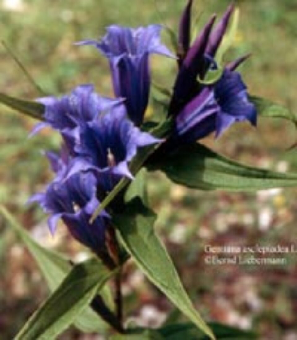 Plantele toamnei – Fierea pământului Plantele toamnei – Fierea pământului