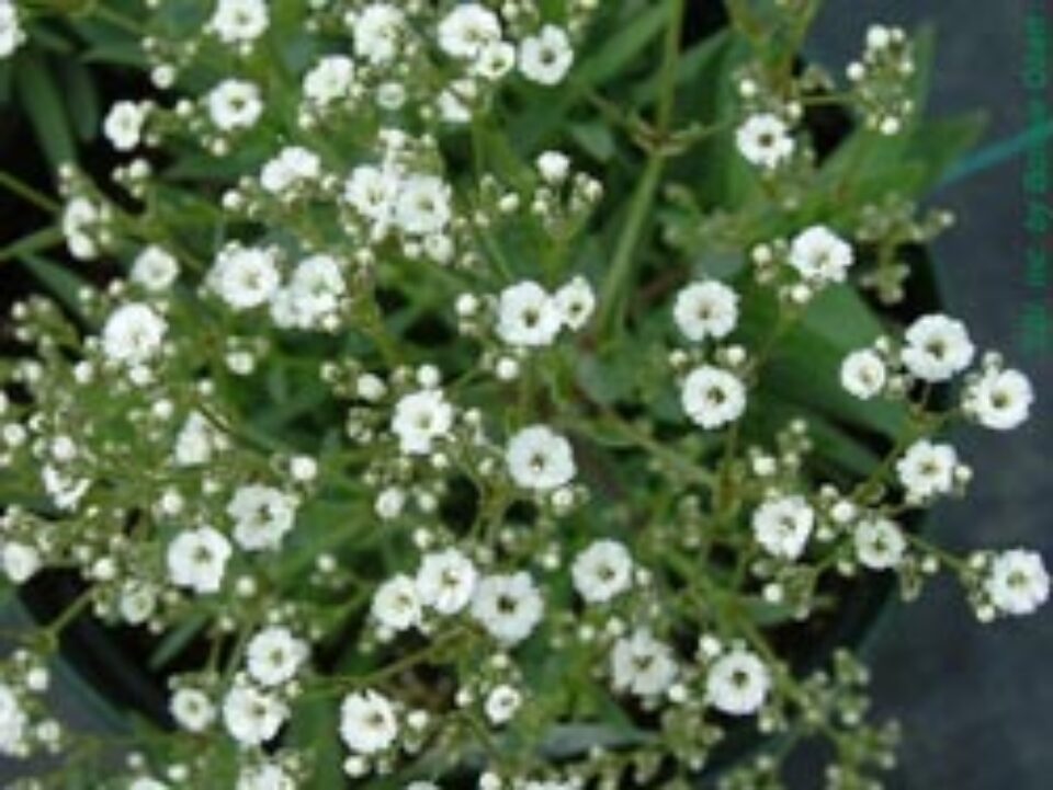 Plantele toamnei – Floarea miresei Plantele toamnei – Floarea miresei