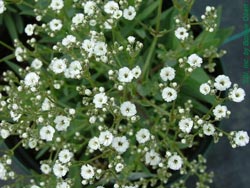 Plantele toamnei – Floarea miresei