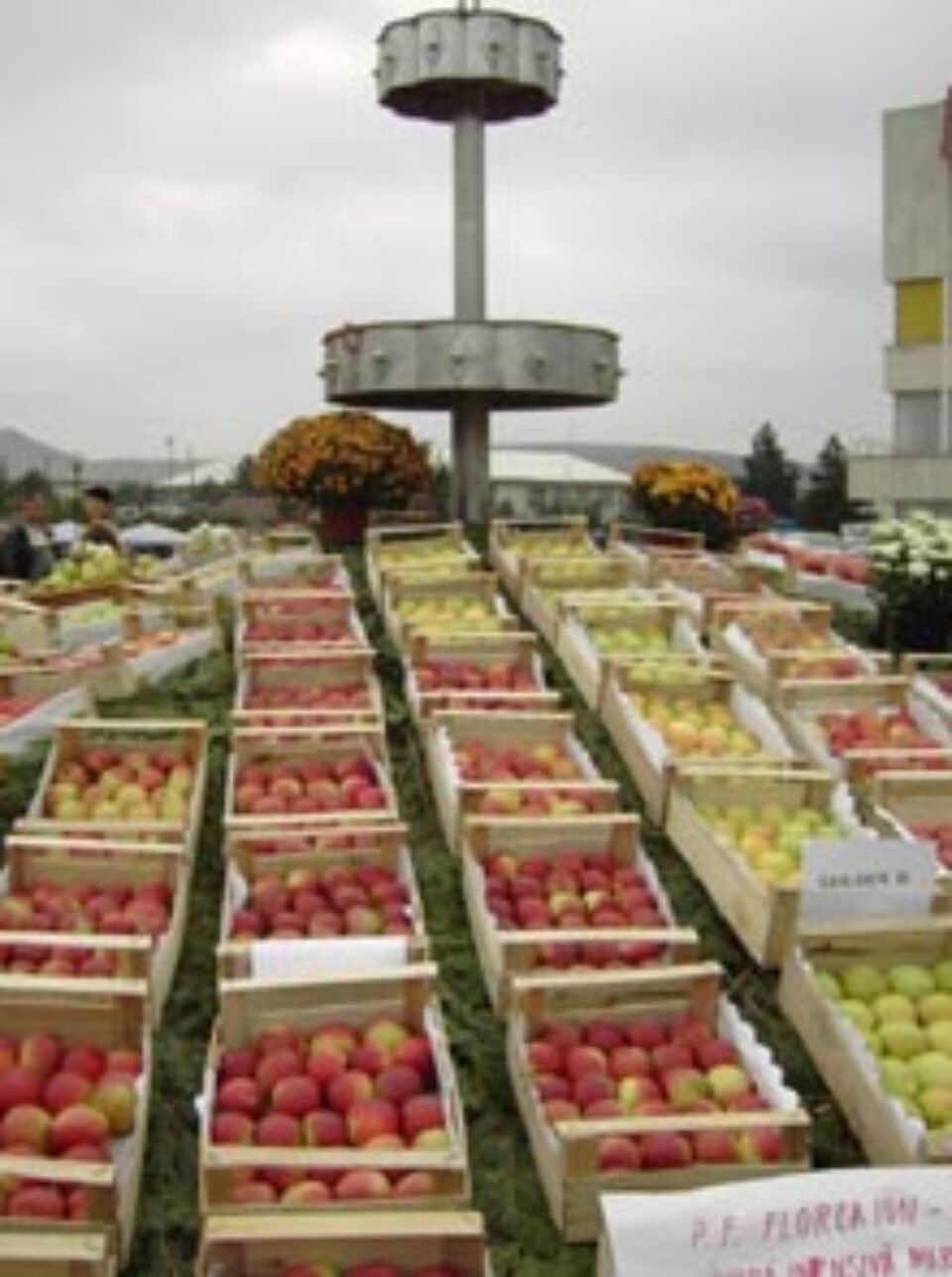 Mărul concordiei la Fălticeni