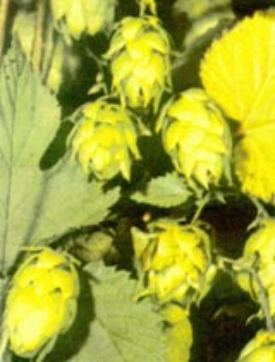 Hameiul, somnifer natural și calmant Hameiul, somnifer natural și calmant