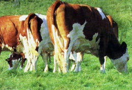 Campionii codași la cota de lapte