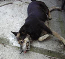 „Programul” de ucidere a câinilor comunitari continuă în voie