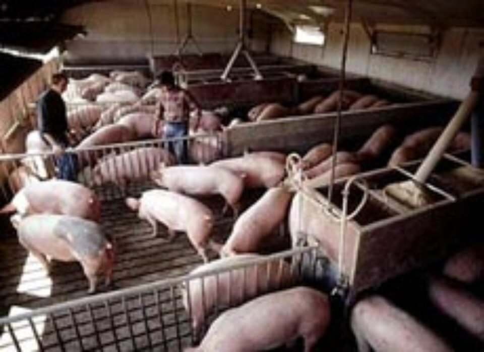 Vaccinarea porcilor împotriva pestei va fi reluată la 1 decembrie