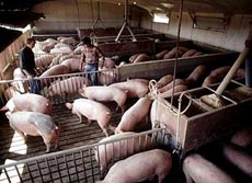 Vaccinarea porcilor împotriva pestei va fi reluată la 1 decembrie