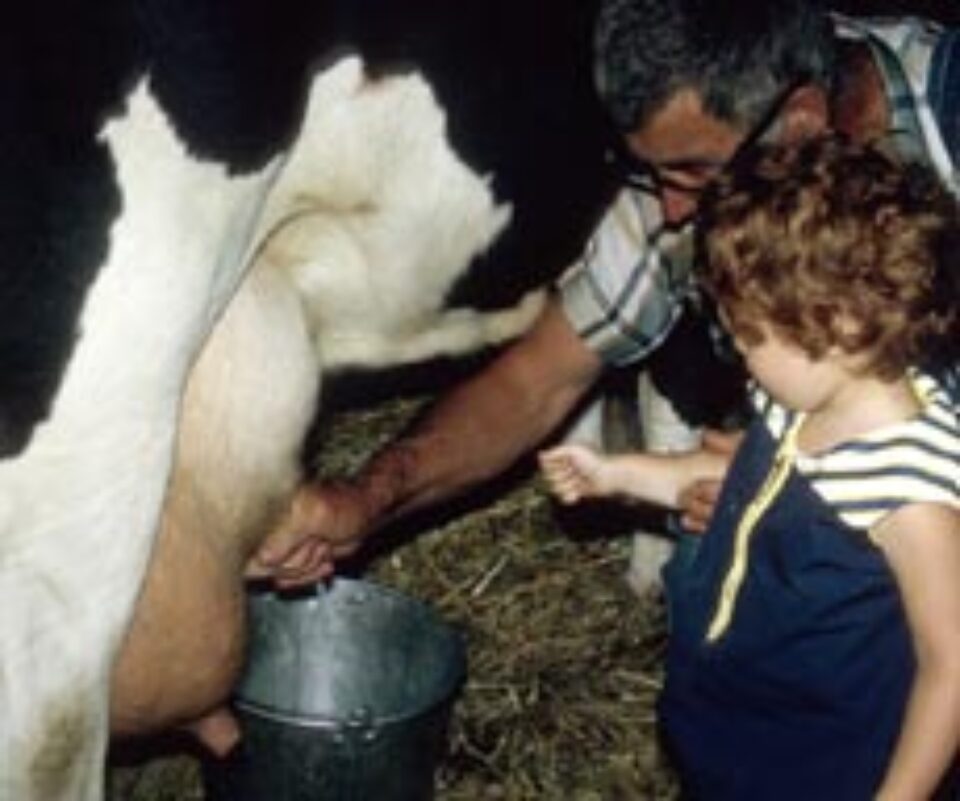 Circa 70% dintre solicitările pentru cota de lapte sunt pentru vânzări directe