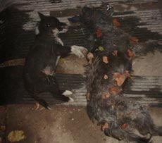 Câini omorâți pe capete