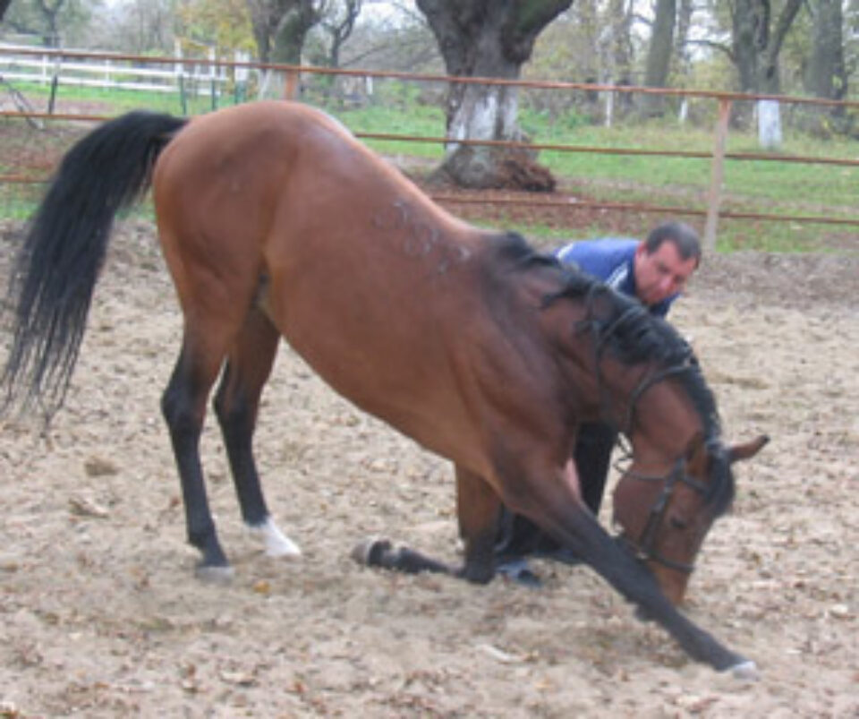 Salutul calului dupa un galop salbatic