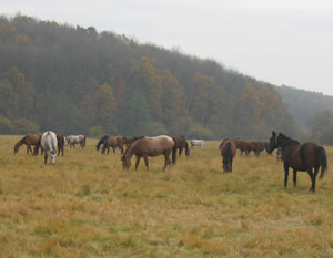 Comoara din grajdurile Direcției Silvice