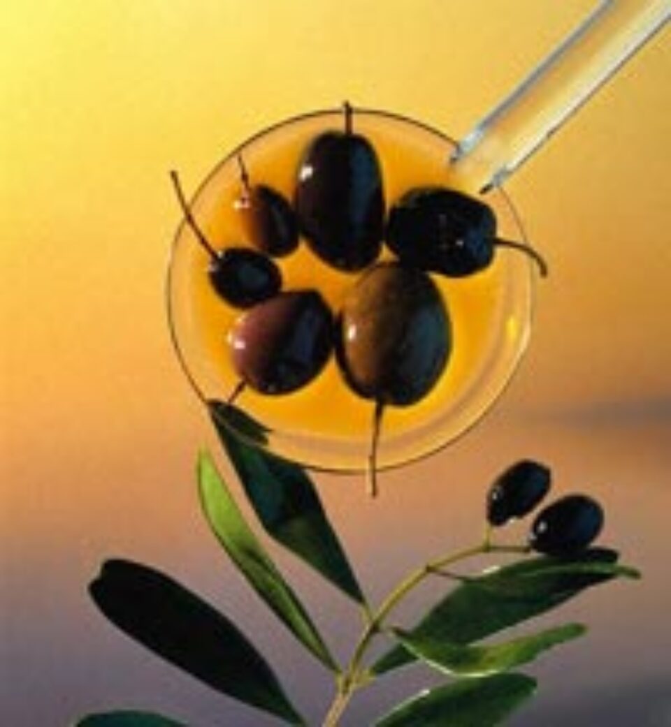 Din măsline ar putea fi obținut un medicament eficient pentru inimă Din măsline ar putea fi obținut un medicament eficient pentru inimă