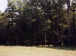 Administratorii pădurilor sucevene vor taxe mai mici pentru autorizații