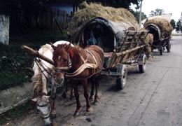 Căruțașii își bat joc de hotărârile Consiliului Local