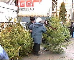 Amenzi de până la 1.000 lei pentru comercianții ilegali de brazi de Crăciun