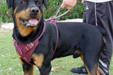 Poliția ia urma stăpânilor de câini agresivi și periculoși