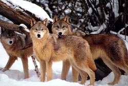 Din presa de altadata