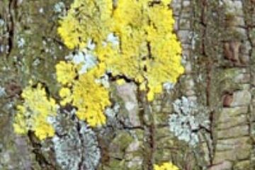 Mușchiul de piatră, remediu pentru bronșite și afecțiuni ale tubului digestiv