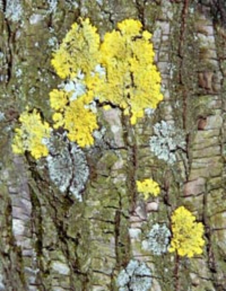 Mușchiul de piatră, remediu pentru bronșite și afecțiuni ale tubului digestiv Mușchiul de piatră, remediu pentru bronșite și afecțiuni ale tubului digestiv