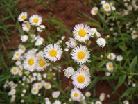 Din presa de altadata