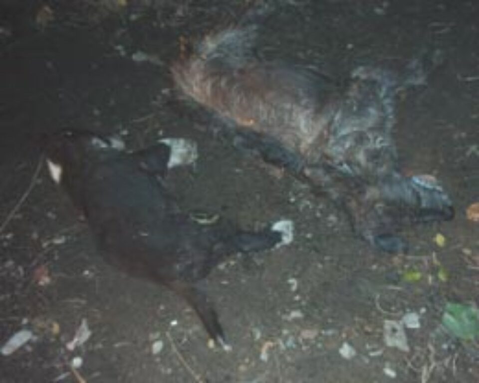 Uciderea câinilor vagabonzi, un fenomen generalizat