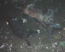 Uciderea câinilor vagabonzi, un fenomen generalizat