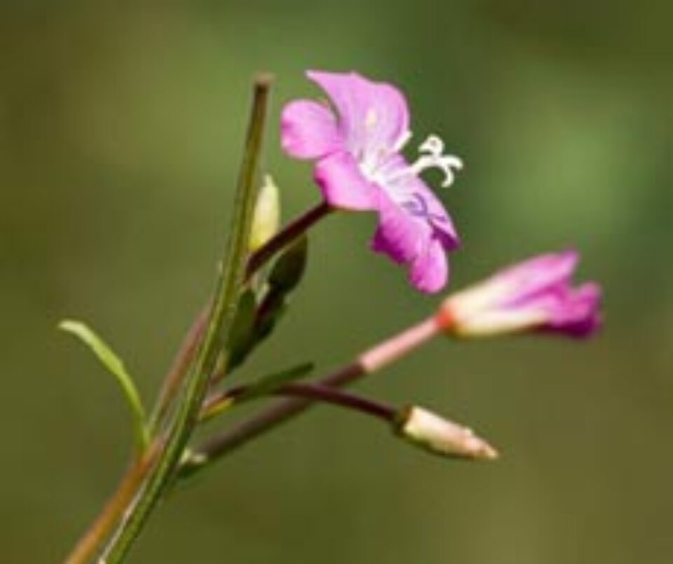 Pufulița cu flori mici, plantă de leac pentru bolile prostatei