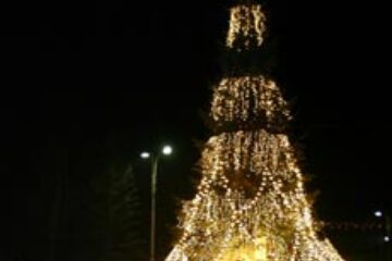 Brad împodobit pe DN 17