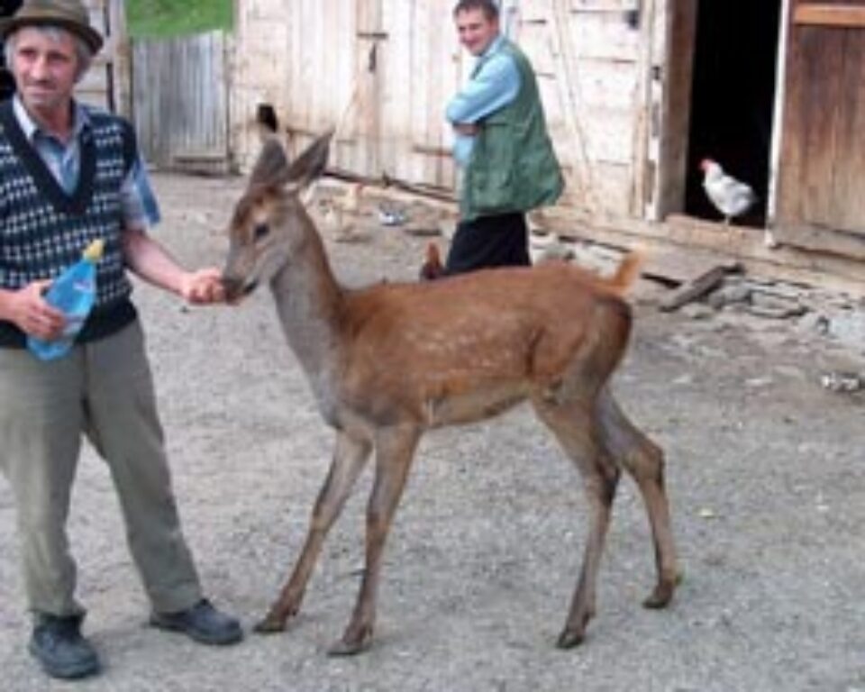 Bambi e o căprioară în vârstă de doi ani care nu se fereşte de oameni