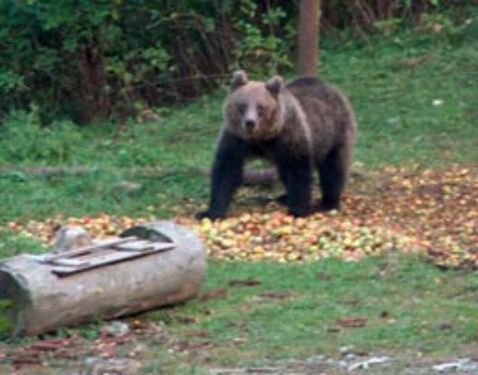 Ursul vine si el sa se înfrupte din mâncarea adusa de silvicultori