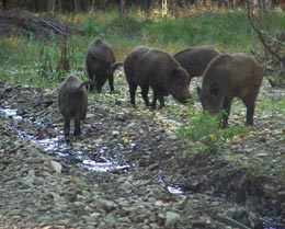 Mistreţii nu se arată oricui, ferindu-se de străini