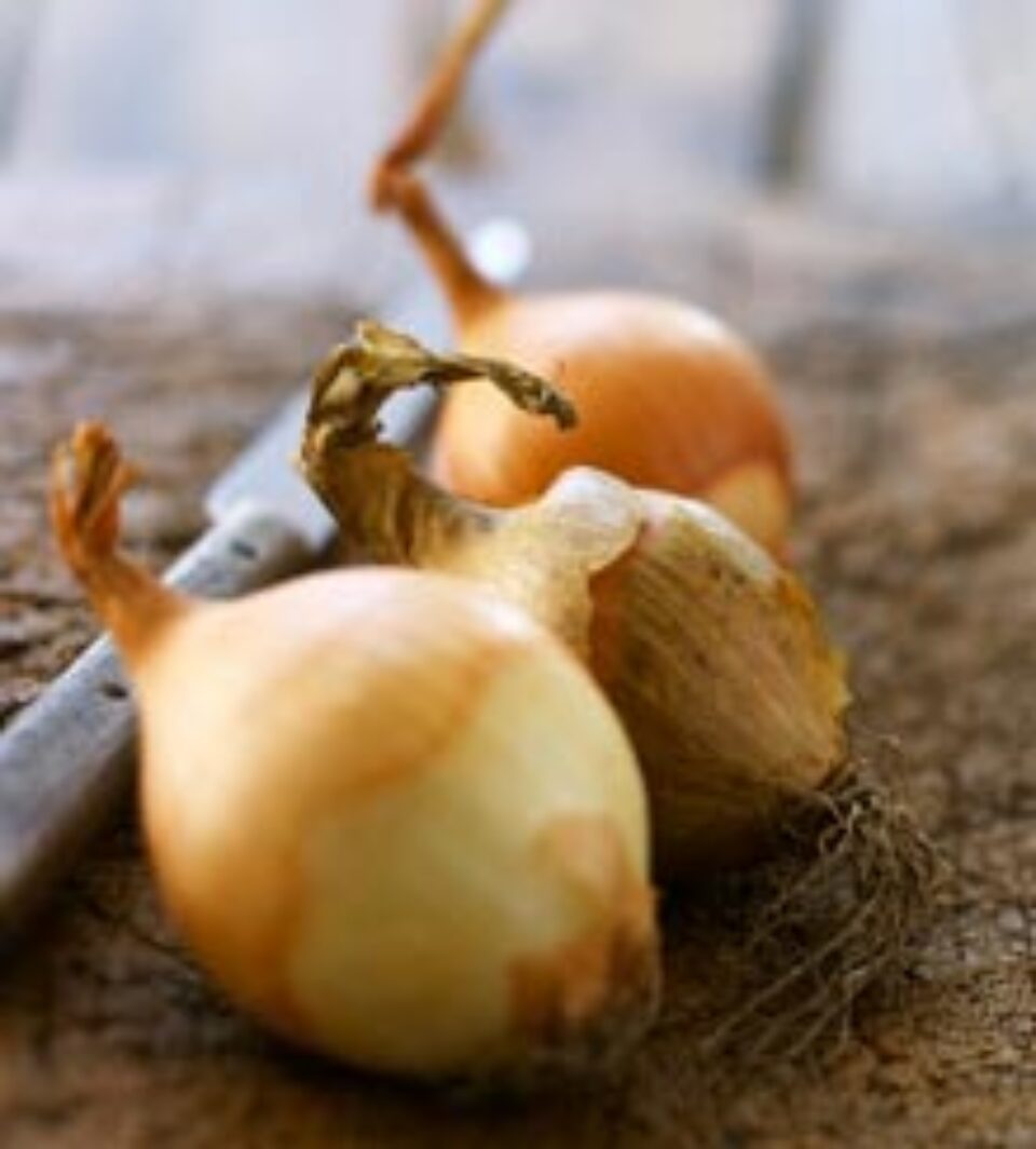 Sucul de ceapă Sucul de ceapă