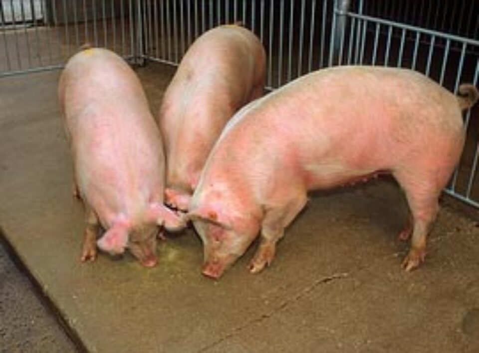 Porcii ar putea fi vaccinați până de Crăciun