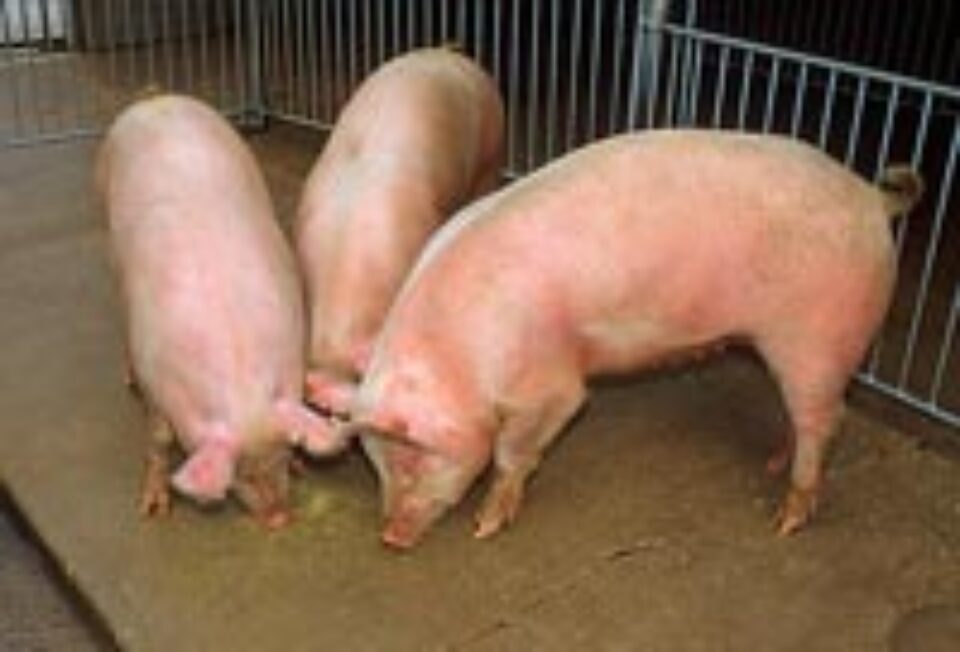 Vânzarea cărnii de porc din gospodării va fi interzisă pe perioada sărbătorilor