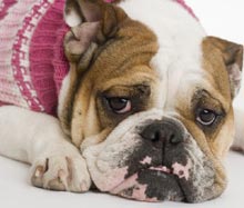 Câinii pot suferi de stres