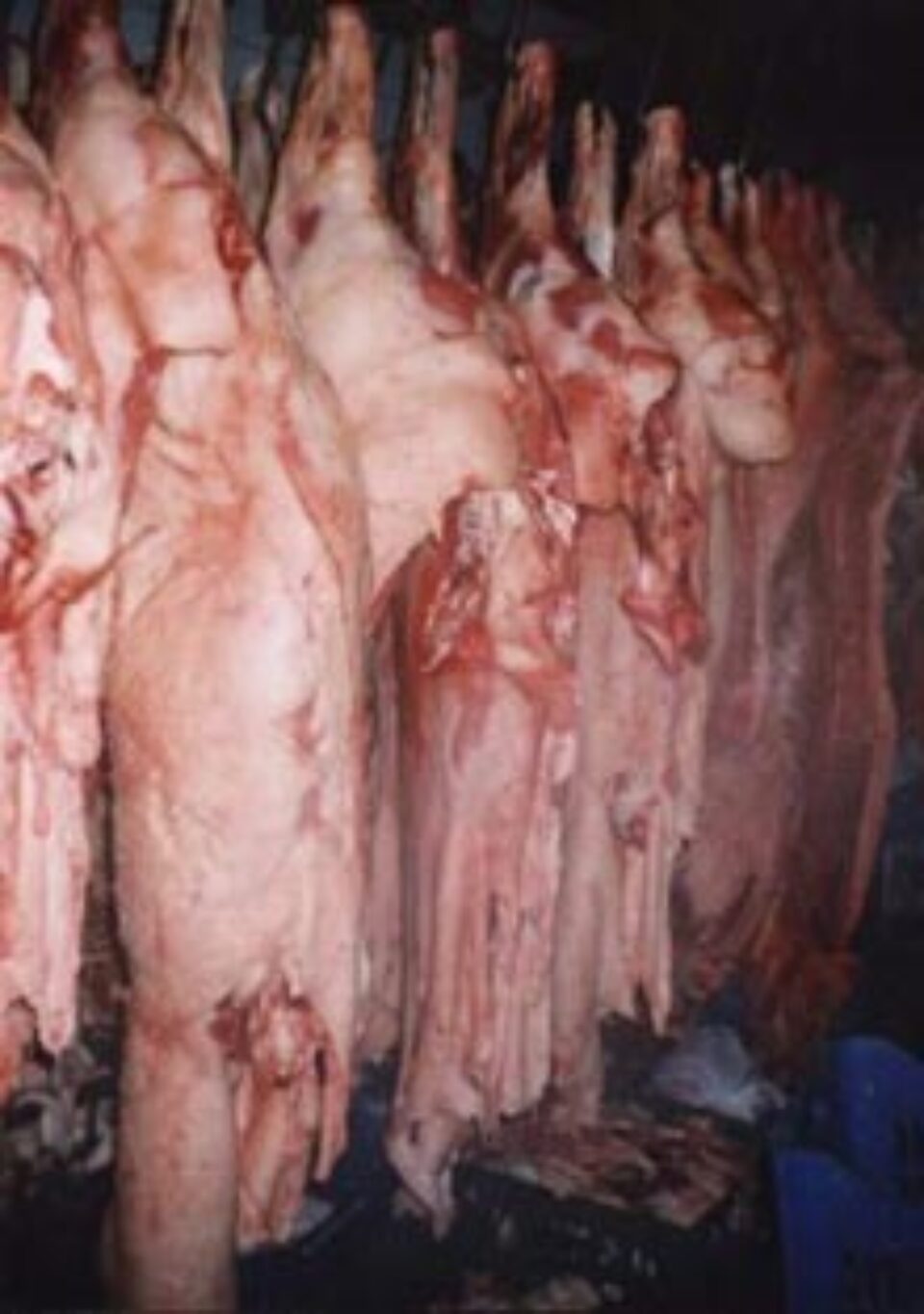 Rusia va continua să importe produse de origine animală din Uniunea Europeană Rusia va continua să importe produse de origine animală din Uniunea Europeană