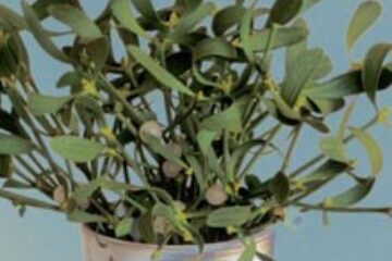 Remediile iernii - Vâscul