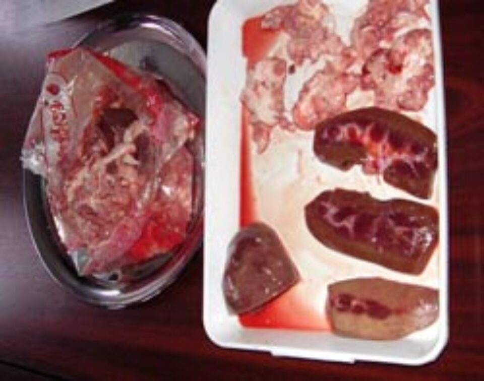 Furnizorii au livrat creier de porc congelat laolaltă cu rinichi, deşi pe eticheta produsului era trecut doar creier