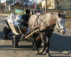 Sancțiuni pentru căruțașii care nu respectă legea