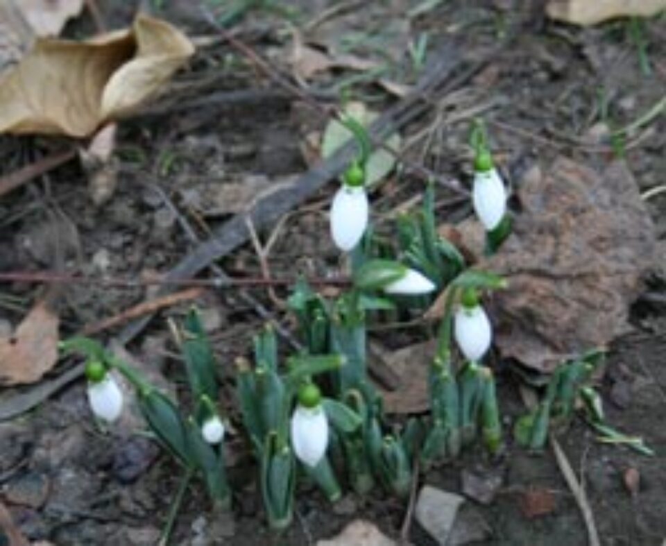 La mijloc de ianuarie, ghioceii au ieşit din pământ, iar copacii se pregătesc să înmugurească