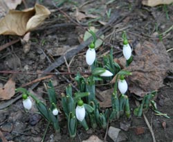 La mijloc de ianuarie, ghioceii au ieşit din pământ, iar copacii se pregătesc să înmugurească