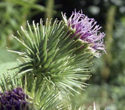 Brusturul stimulează funcția renală